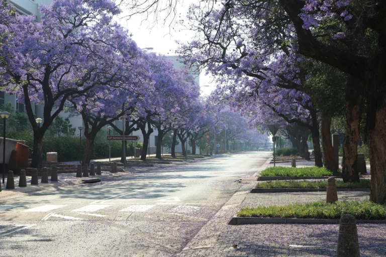 Jacaranda mimosifolia en Pretoria, Sudáfrica.