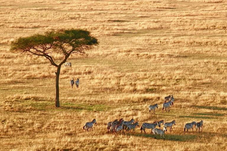 Fauna en África