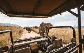 KOBO SAFARIS