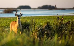 Esteros del Iberá paquete 3 noches