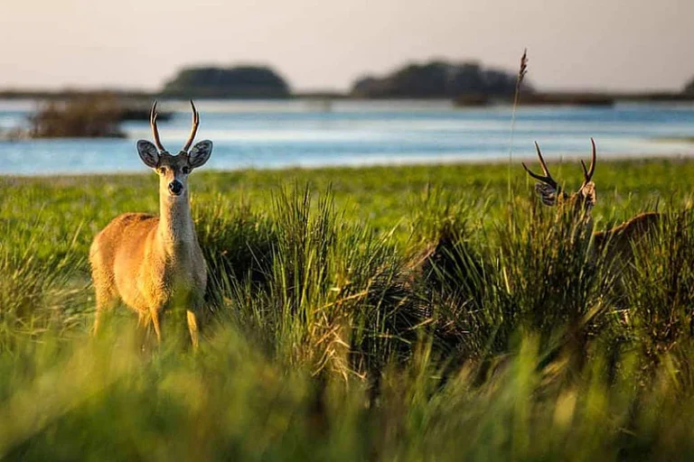 Esteros del Iberá paquete 3 noches