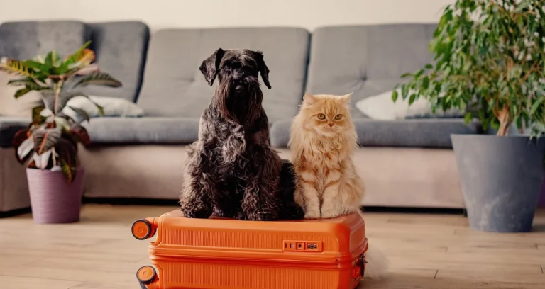 paquetes a Los Cabos todo incluido