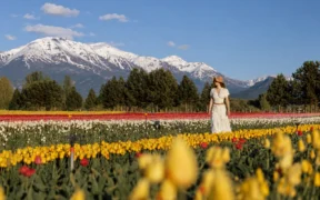 tulipanes en Patagonia