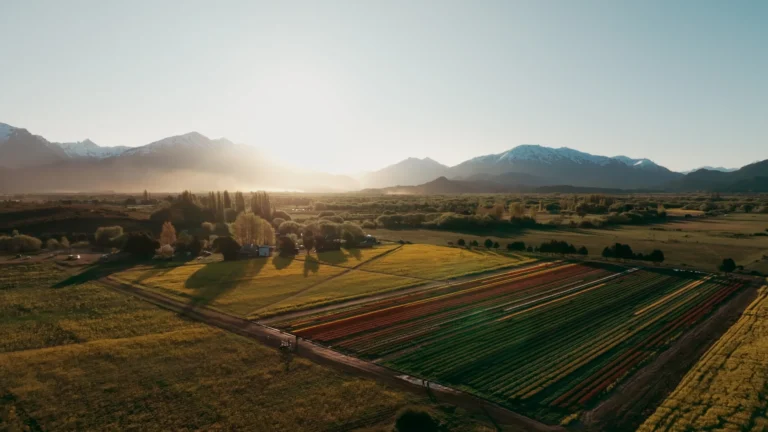 tulipanes en Patagonia