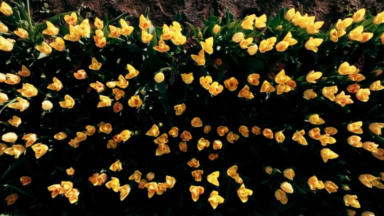 tulipanes en Patagonia