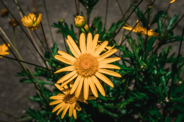 Feria de las Flores Medellín