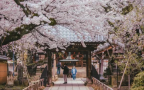 Japón Sakura 2027