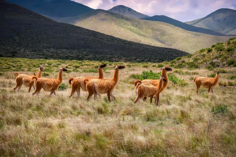 Vacaciones de invierno en Salta