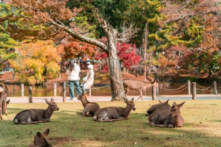 viaje a Japón