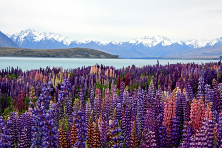Viajes a Nueva Zelanda