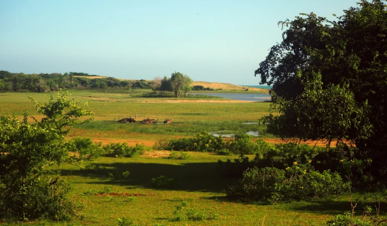 Viaje a Sri Lanka