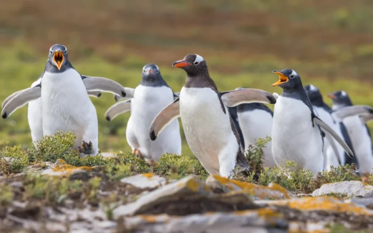 Cruceros de expedición a la Antártida