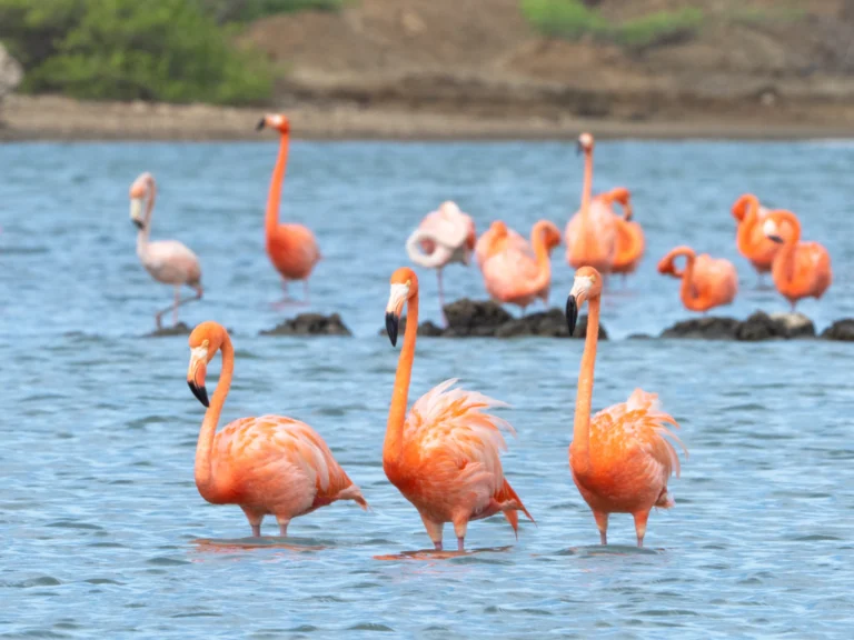 paquetes a Curaçao desde Buenos Aires