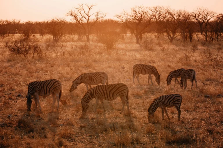 circuitos por Namibia