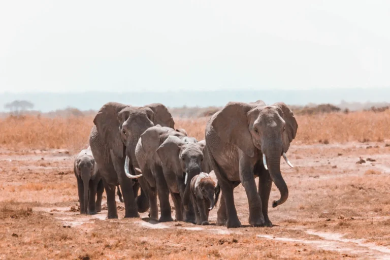 Amboseli-04-2048x1365