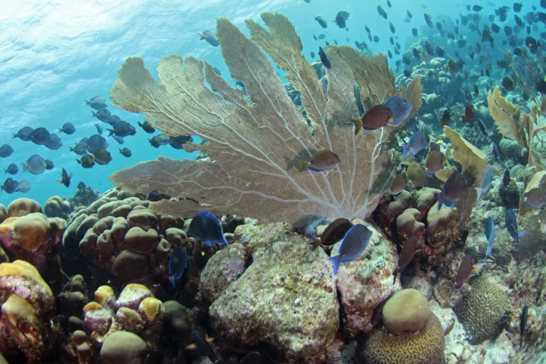 excursiones en Curaçao
