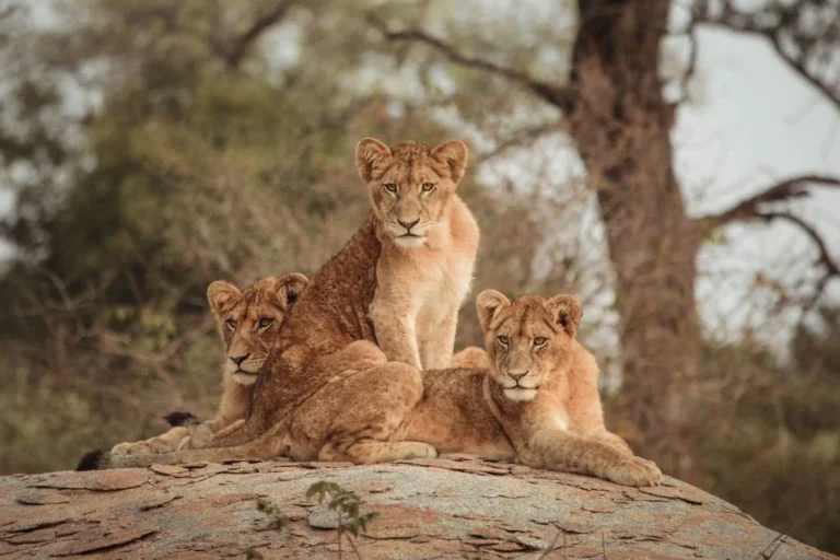 Safaris en África