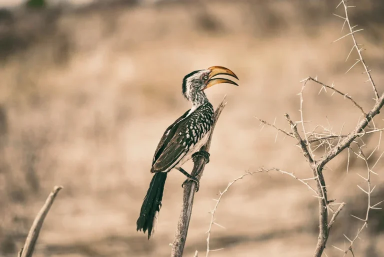 Namibia-etosha01-1024x684